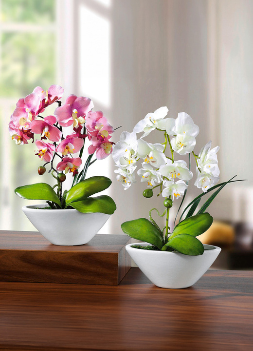 Geschenkideen - Orchideen in Keramikschale, 2er-Set, in Farbe